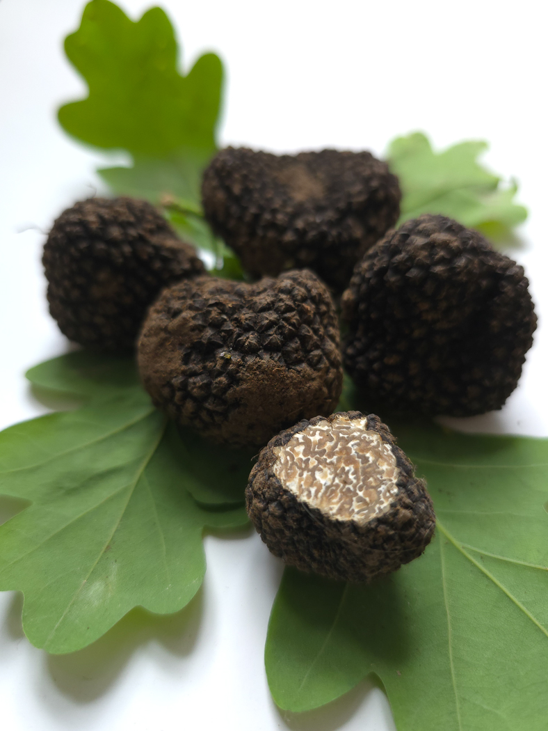 Photo © Jesper Launder Tuber aestivum by Jesper Launder